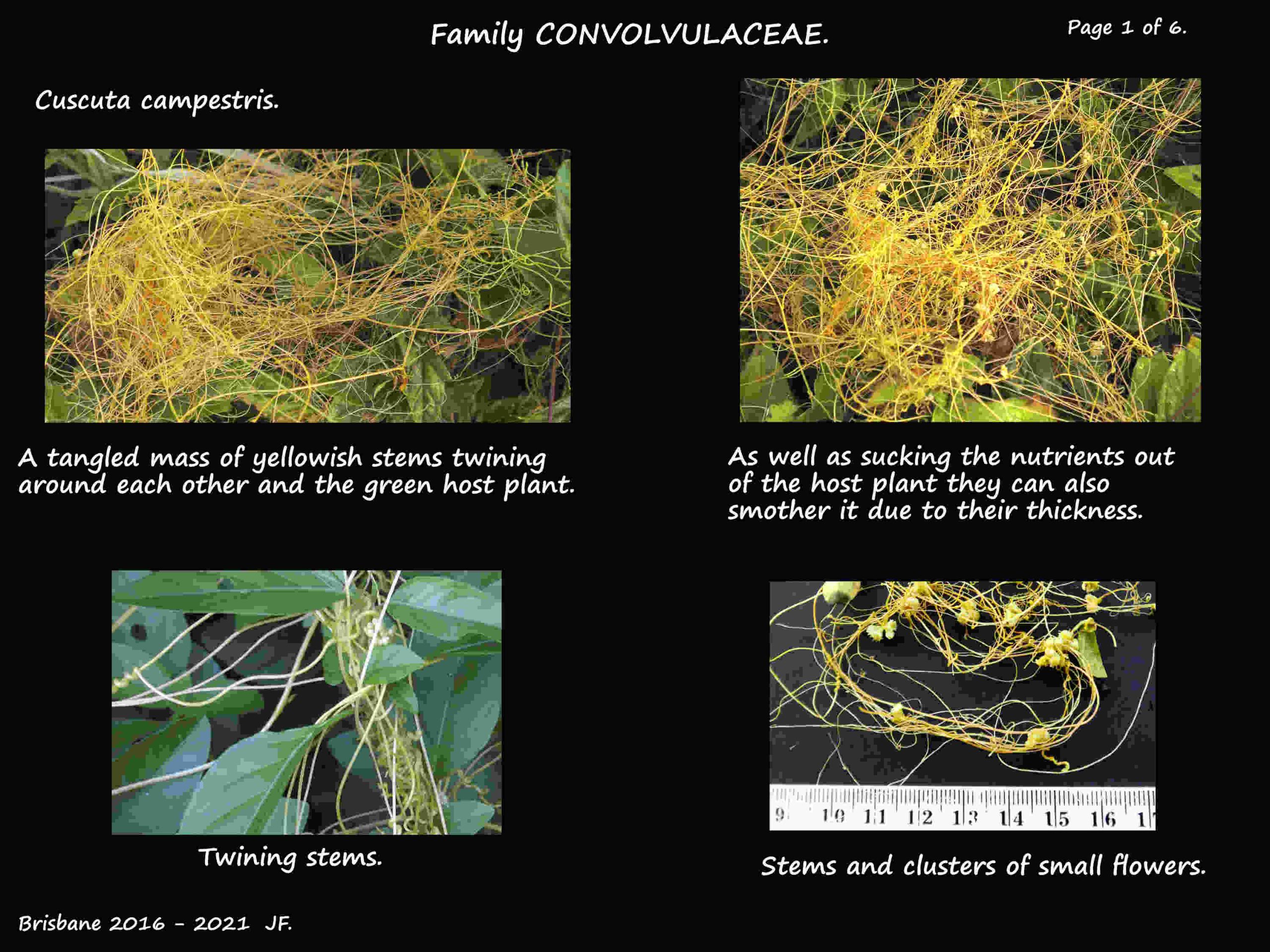 1 Dodder plants